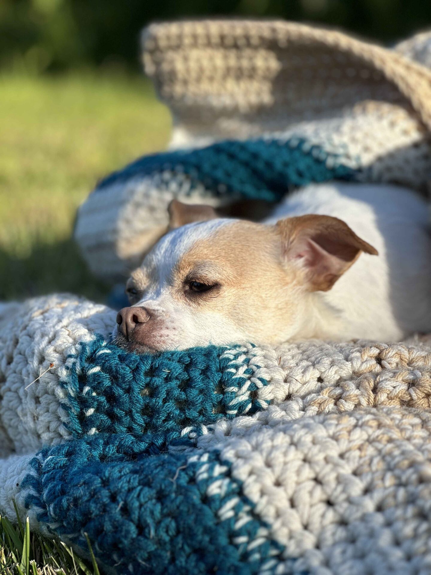 Bailey's dog snuggled in handcrafted blankets